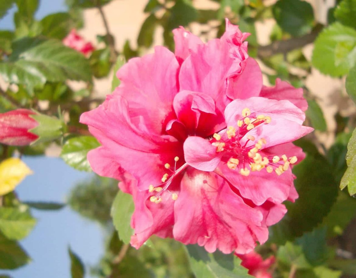 A close-up of a vibrant pink hibiscus flower in full bloom, with yellow-tipped stamens, surrounded by green leaves and blurred background foliage.