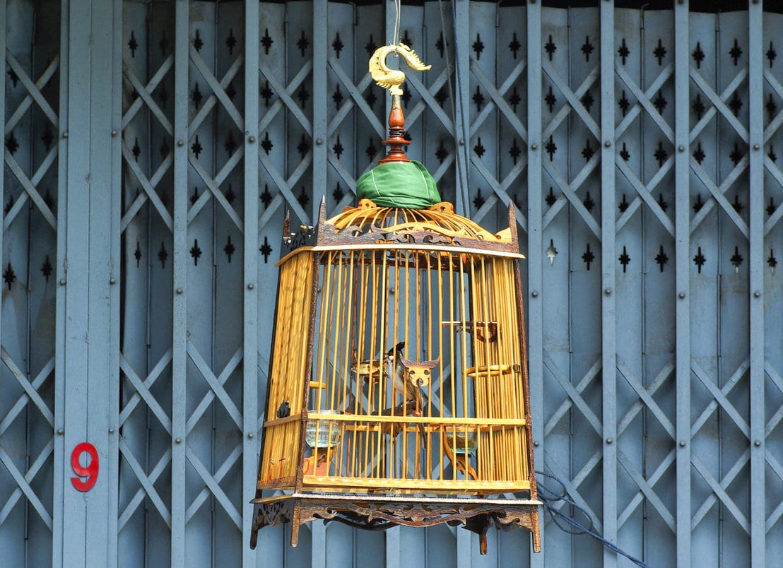 bird cage