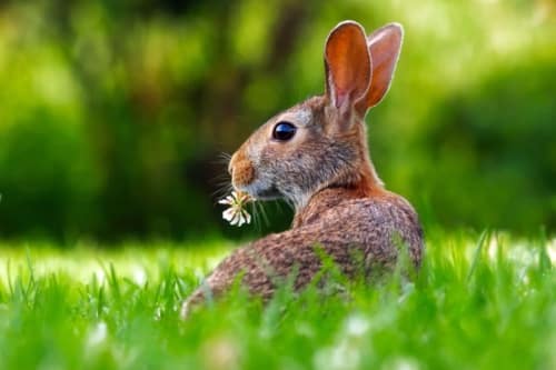 rabbit in the grass