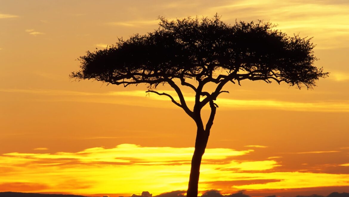 tree Africa