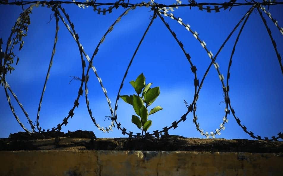 prison wire fence and plant