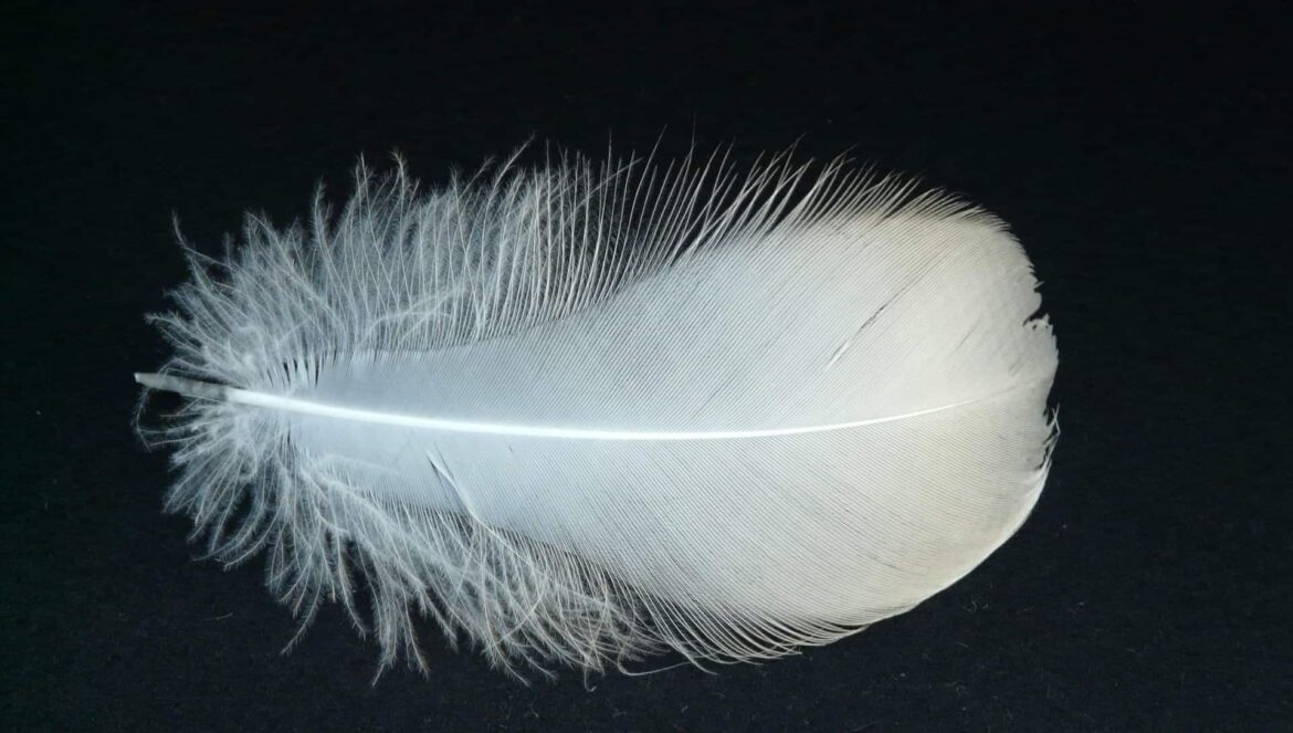 white swan feather