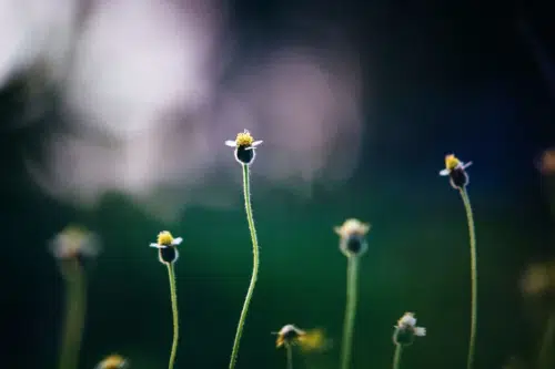 flowers growing