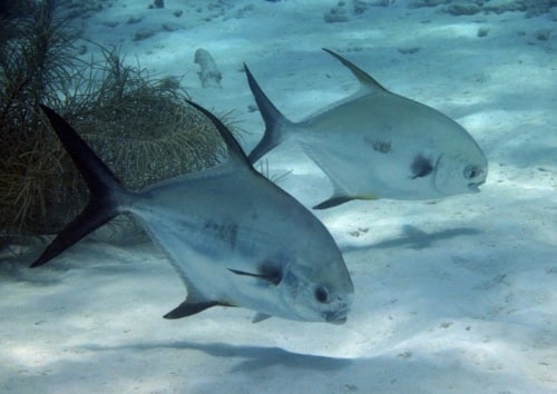 Underwater Marine Diving Tropical Fish Swimming