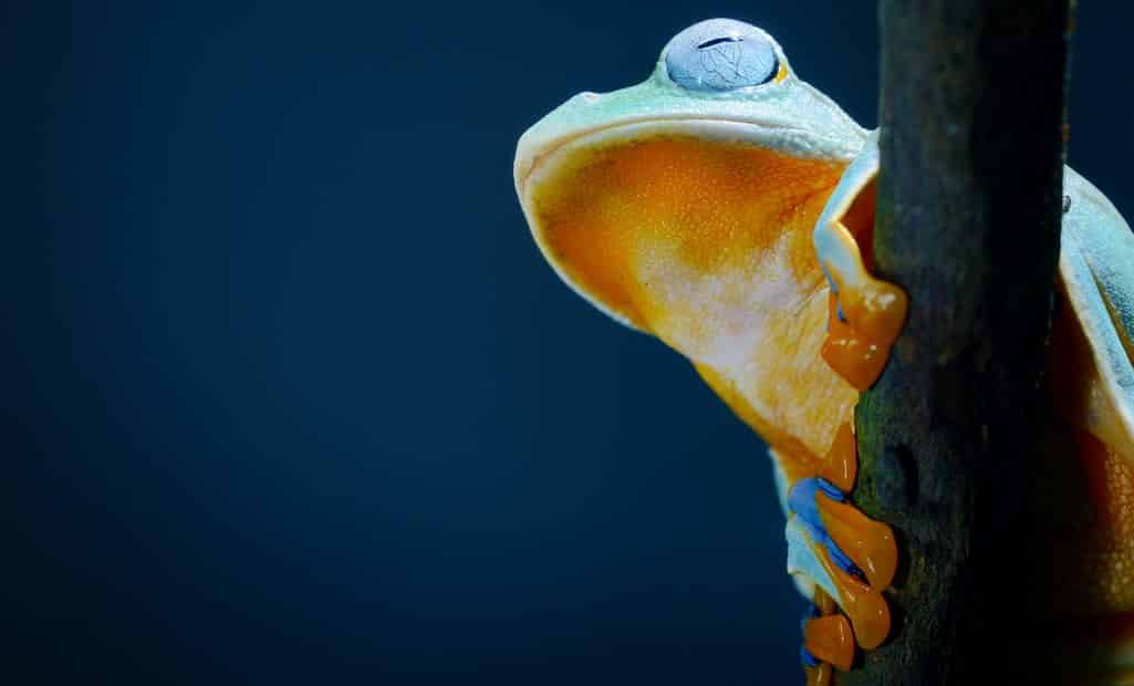 Orange Frog