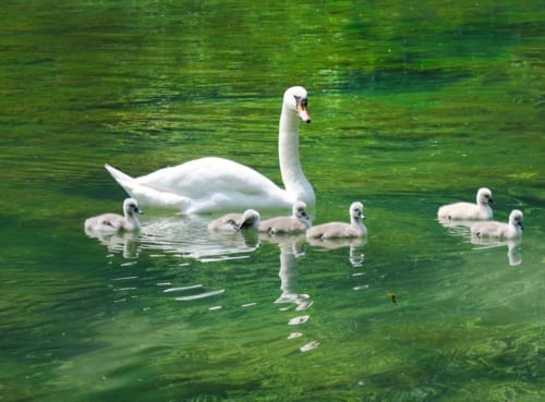 Swan with cygnets on a lake