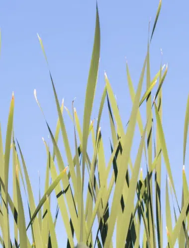 grass and sky