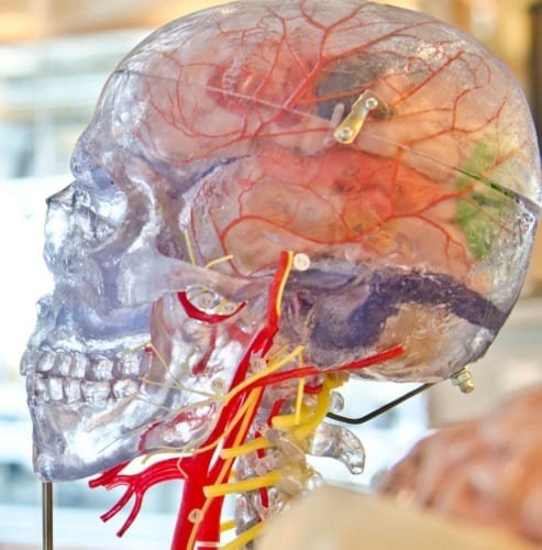 model of the brain