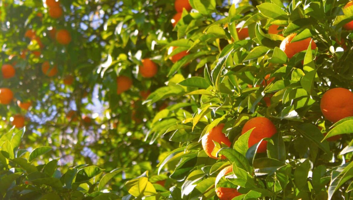 oranges trees