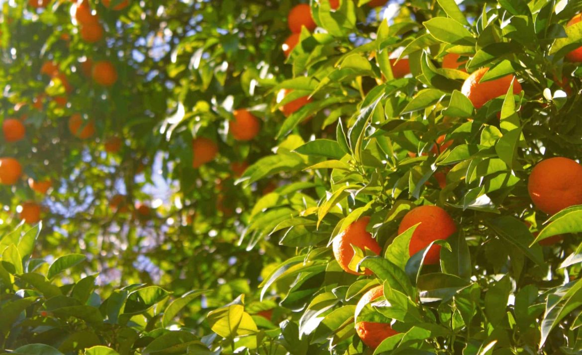 oranges trees