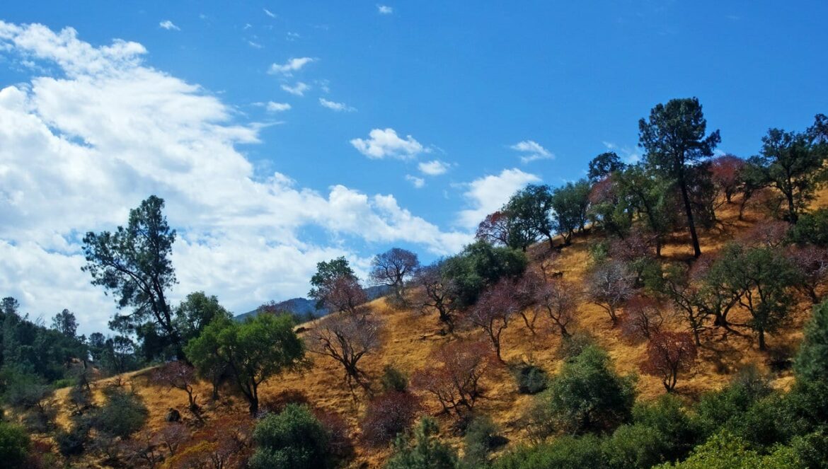 trees on a hill