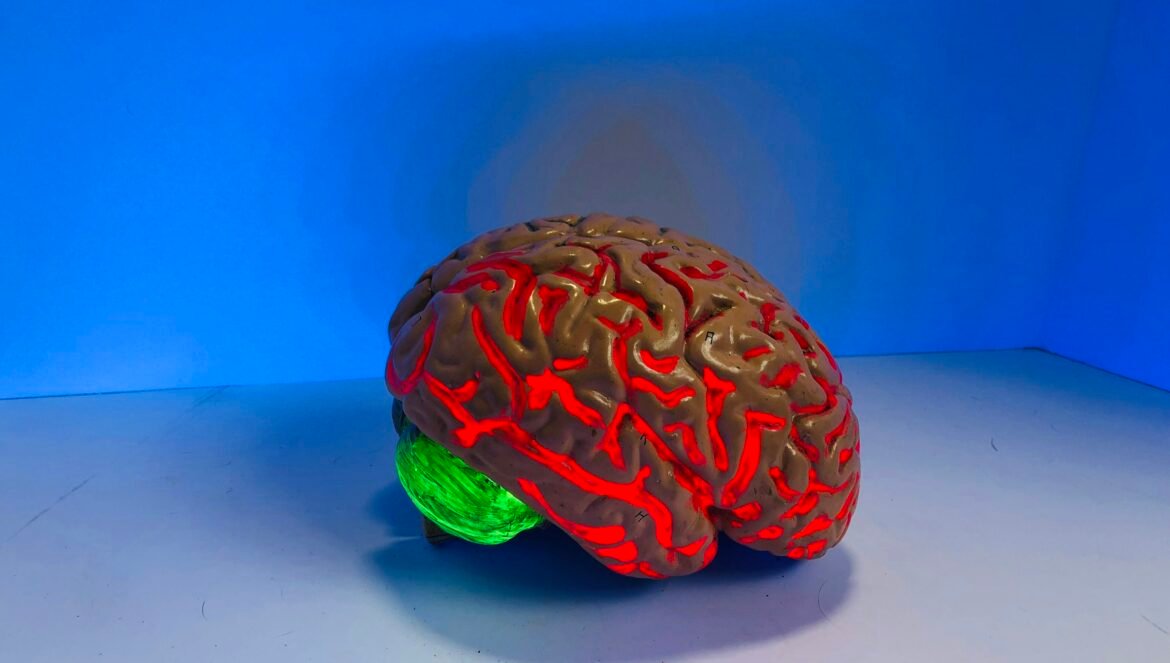 Brain figurine | edCircuit Brain figurine