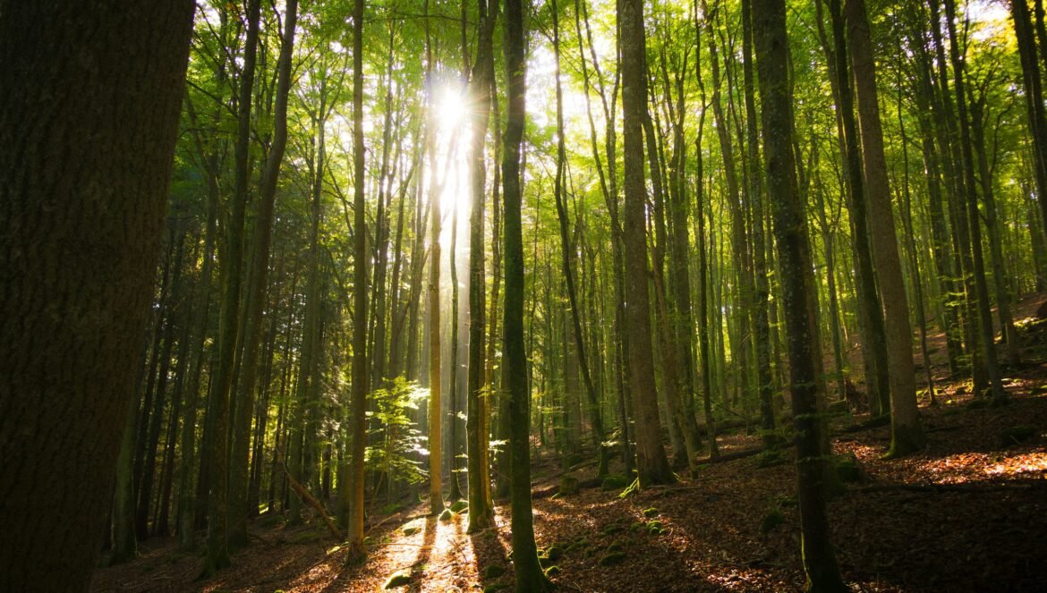 Sunlight streaming through tall trees in a dense forest with a mossy floor | edCircuit Sunlight streaming through tall trees in a dense forest with a mossy floor