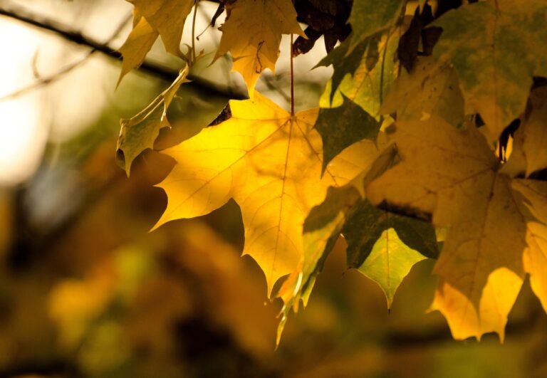 Vibrant yellow maple leaves basking in autumn sunlight, showcasing nat