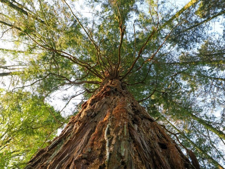 Looking up at a tall redwood tree, highlighting its grandeur and natur