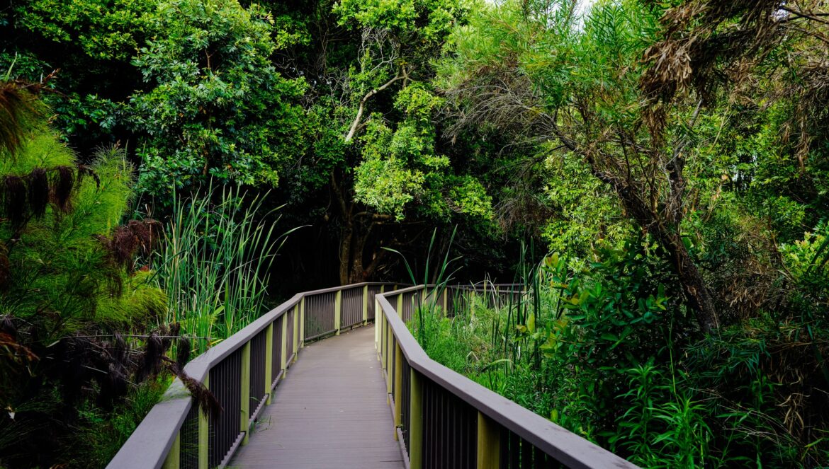 A wooden boardwalk winds through a lush green forest | edCircuit A wooden boardwalk winds through a lush green forest