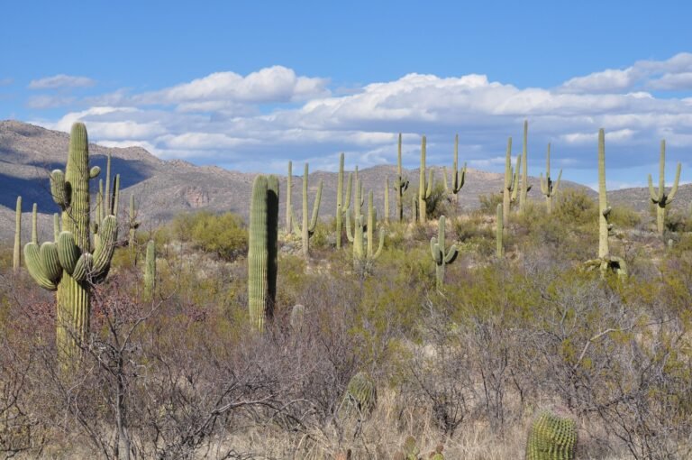Beautiful desert scene with towering Saguaro cacti under a clear blue