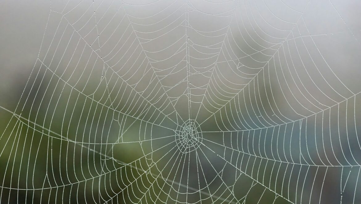 spider web in close up photography