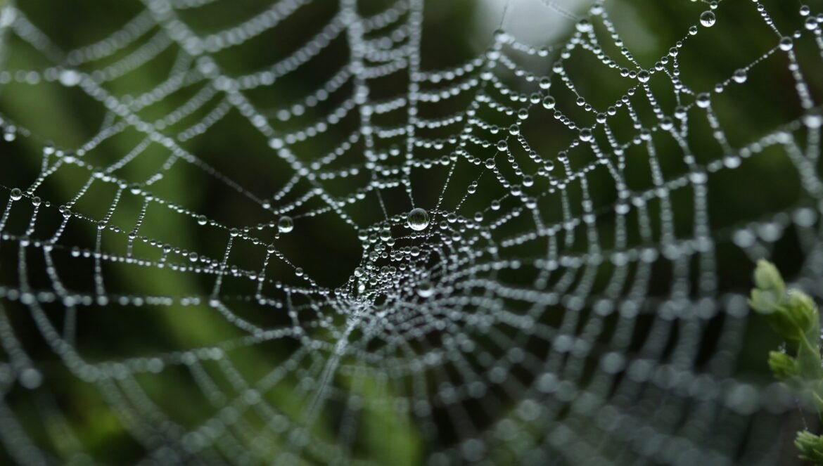 Tilt shift photography of dew on spider web | edCircuit Tilt shift photography of dew on spider web