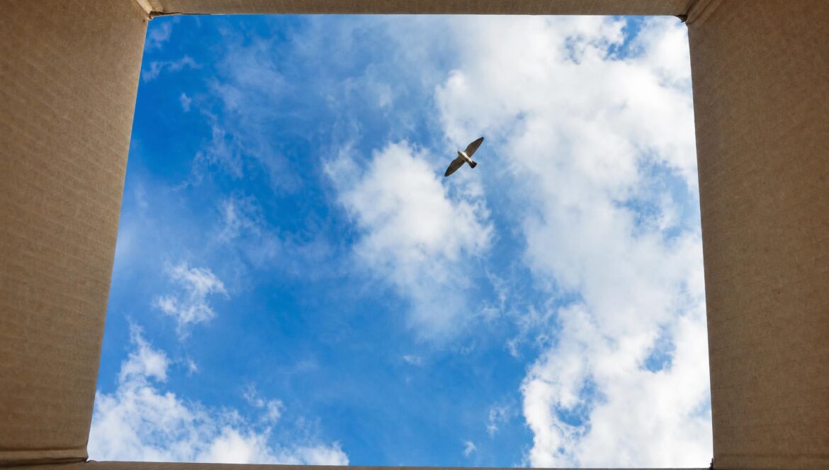 Out of an open cardboard box at a blue sky with white clouds and a single bird flying past | edCircuit Out of an open cardboard box at a blue sky with white clouds and a single bird flying past