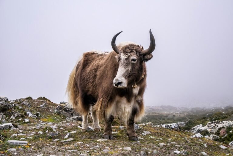 Brown cattle