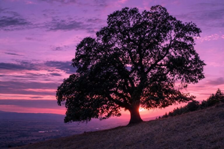 A huge old spreading oak tree silhouetted on a hillside at dusk, glowing violet and magenta light bursting behind its trunk, a distant valley below, dreamy purp