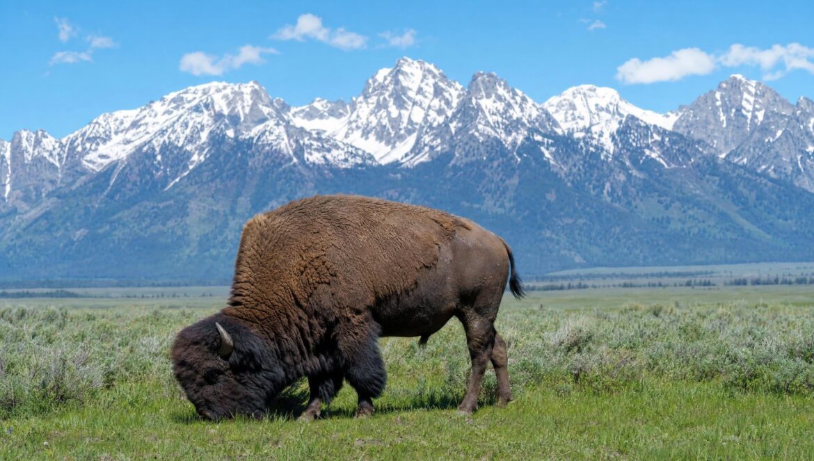 A single American bison grazing on a green grassy prairie with snow capped mountains under a blue sky in the background bright daylight