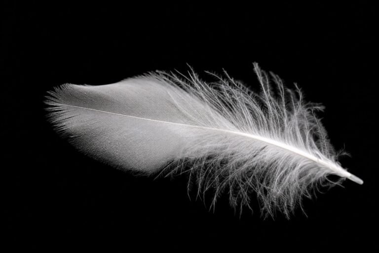 A single soft white feather lying on a black background, fine wisps lit by gentle side light, close up