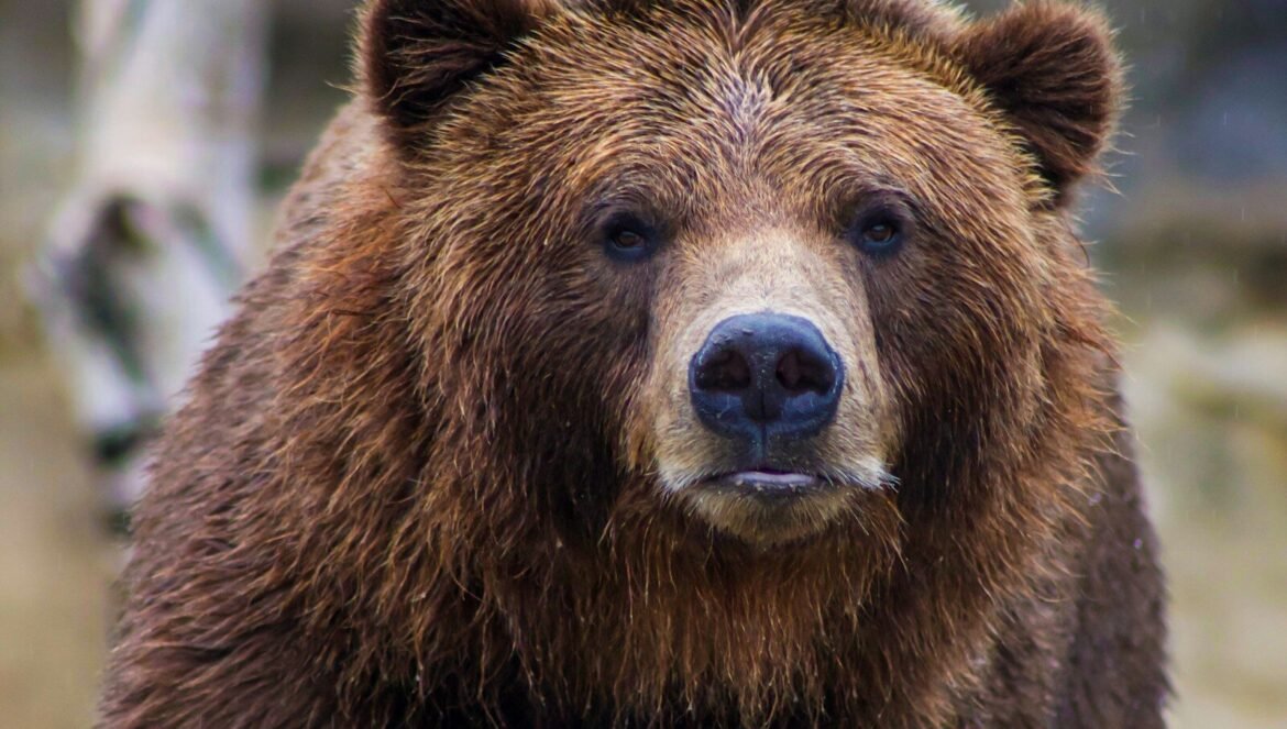 Shallow focus photo of brown grizzly bear