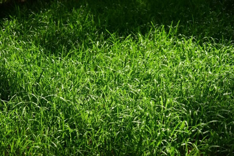 Vibrant green grass illuminated by sunlight in an outdoor field, ideal for nature themes