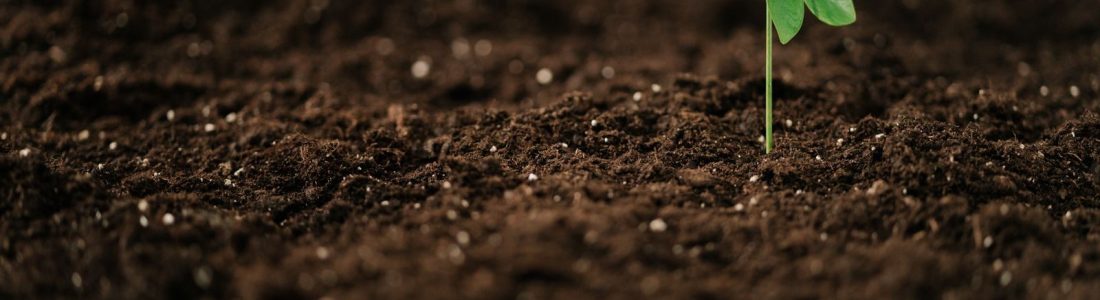 A green sprout emerging from rich soil, symbolizing growth and new beginnings