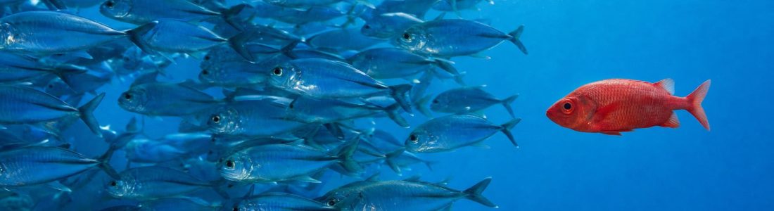 A large school of blue fish all swimming to the left, with a single bright red fish swimming the opposite way toward them, clear blue water